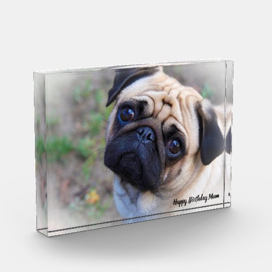 Mops Hund. Fotoblock (Links)