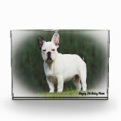 Mops Hund. Fotoblock (Vorderseite)