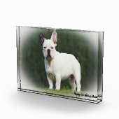 Mops Hund. Fotoblock (Rechts)