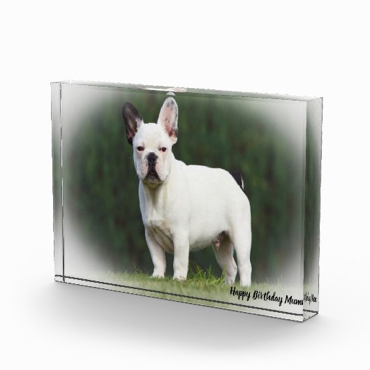 Mops Hund. Fotoblock (Rechts)