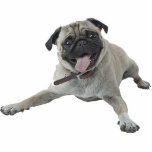 Mops-Hund Freistehende Fotoskulptur<br><div class="desc">Diese Fotoskulptur ist von einem schönen Mopshund. Sie können diesen Entwurf besonders anfertigen und ihn in einer Vielzahl von Größen bestellen. Dieser Mopshundeentwurf ist- auch verfügbar als geformte,  Ausschnittmagneten,  Verzierungen,  Buttone und Schlüsselanhänger.</div>