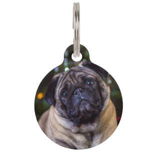 Mops-Hund. Haustiermarke
