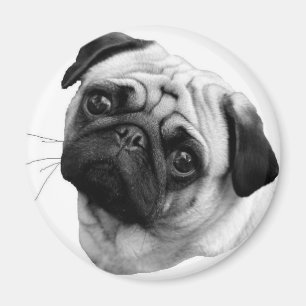 Mops-Hund Magnet