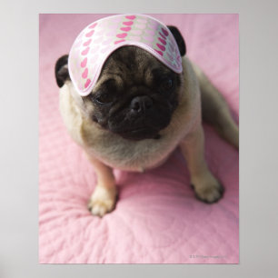 Mops Hund mit Augenmaske im Kopf im Bett, Poster