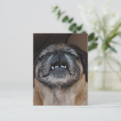 Mops Hund mit Mundöffnung Postkarte (Stehend Vorderseite)
