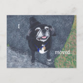 Mops-Hund neue Adress-Postkarten Postkarte (Vorderseite)