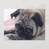 Mops Hund Postkarte (Vorderseite)