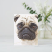 Mops Hund Postkarte (Stehend Vorderseite)