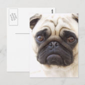 Mops Hund Postkarte (Vorne/Hinten)
