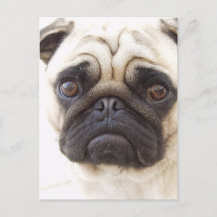 Mops Hund Postkarte
