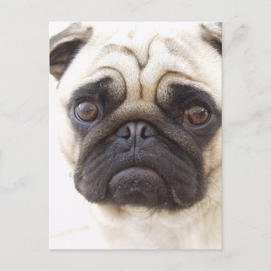 Mops Hund Postkarte (Vorderseite)