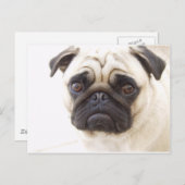 Mops Hund Postkarte (Vorne/Hinten)