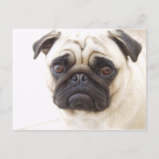 Mops Hund Postkarte (Vorderseite)