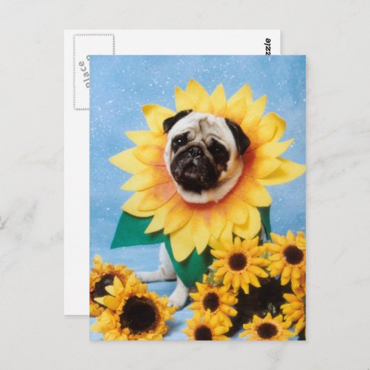 Mops Hund Sonnenblume Postkarte (Vorne/Hinten)