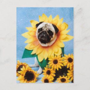 Mops Hund Sonnenblume Postkarte