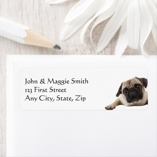 Mops Hund Tier (Insitu)