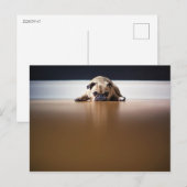 Mops Hund Welpe Grumpy Süße Tier Pet Wrinkly Postkarte (Vorne/Hinten)