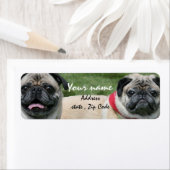 Mops-Hunde: (Insitu)