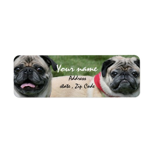 Mops-Hunde: (Vorne)