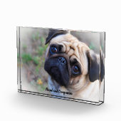 Mops Hunde Fotoblock (Rechts)
