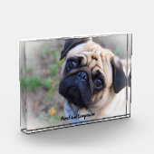 Mops Hunde Fotoblock (Links)