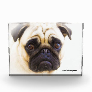 Mops-Hunde Fotoblock