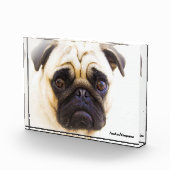 Mops Hunde Fotoblock (Rechts)