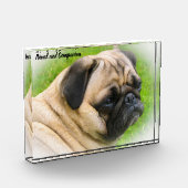 Mops Hunde Fotoblock (Links)