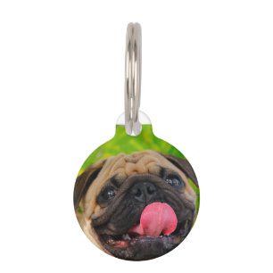 Mops-Hunde. Haustiermarke