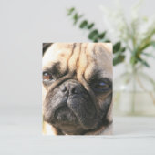 Mops Hunde Postkarte (Stehend Vorderseite)