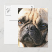 Mops Hunde Postkarte (Vorne/Hinten)