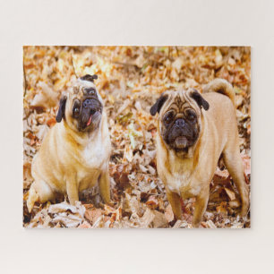 Mops Hunde. Puzzle