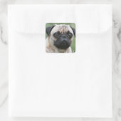 Mops Hundebindkleber Quadratischer Aufkleber (Tasche)