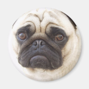 Mops-Hunderunder Magnet