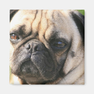 Mops-Hundezucht-Magnet Magnet