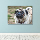 Mops Hundporträt Leinwand (Insitu (Holzboden))