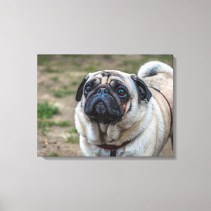 Mops Hundporträt Leinwand