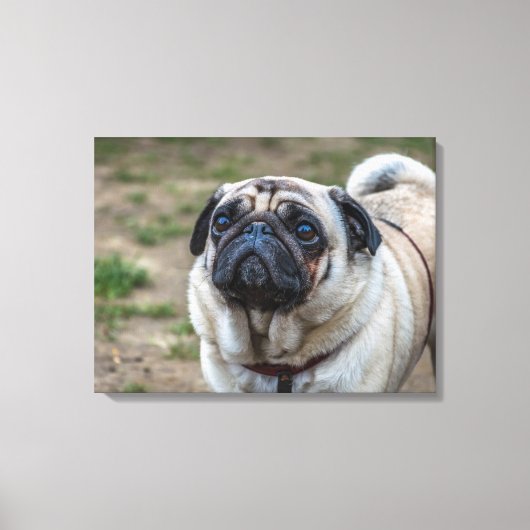 Mops Hundporträt Leinwand (Vorderseite)
