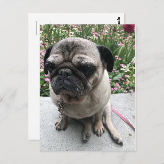Mops im Garten Postkarte (Vorne/Hinten)