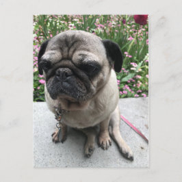 Mops im Garten Postkarte