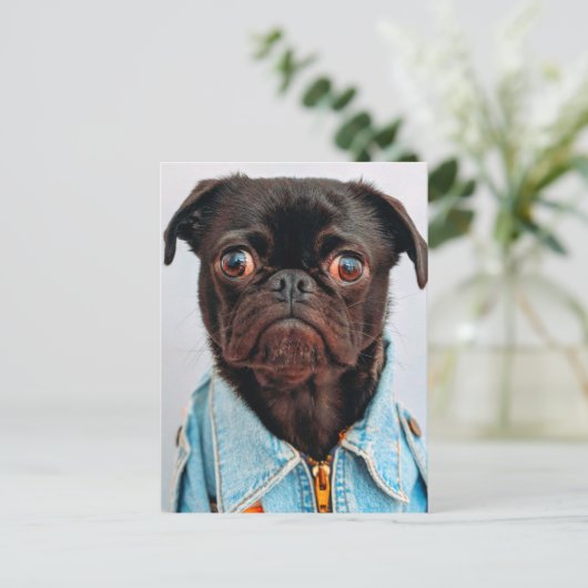 Mops in Denim Jackey Niedlich Adorable Doppy Puppy Postkarte (Stehend Vorderseite)