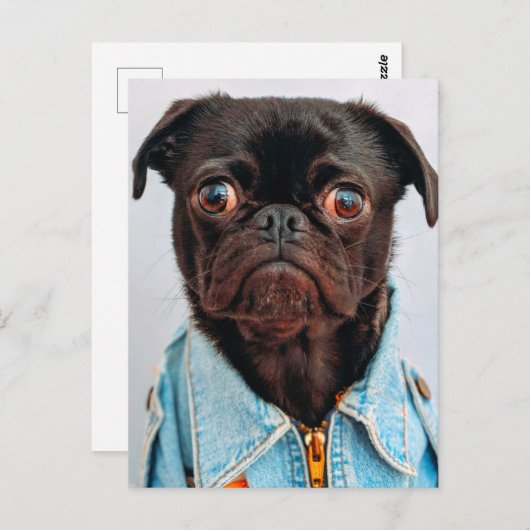 Mops in Denim Jackey Niedlich Adorable Doppy Puppy Postkarte (Vorne/Hinten)