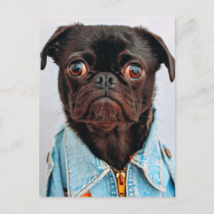 Mops in Denim Jackey Niedlich Adorable Doppy Puppy Postkarte