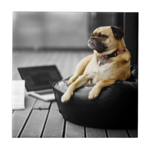 Mops in der Erholung Fliese