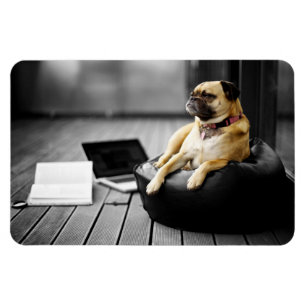 Mops in der Erholung Magnet