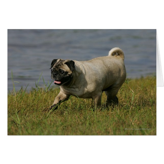 Mops in der Nähe des Wassers (Vorderseite (Horizontal))