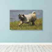 Mops in der Nähe des Wassers Leinwanddruck (Insitu (Holzboden))