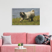Mops in der Nähe des Wassers Leinwanddruck (Insitu (Wohnzimmer))