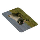 Mops in der Nähe des Wassers Magnet (Rechte Seite)