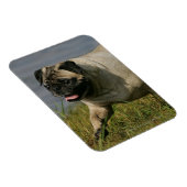 Mops in der Nähe des Wassers Magnet (Rechte Seite)